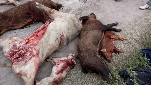 Sorprendieron a cazadores furtivos con siete chanchos faenados