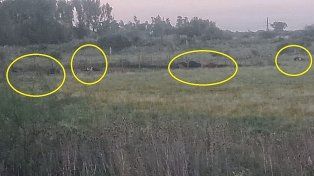 Más de 15 vacas murieron a causa de la ola de calor