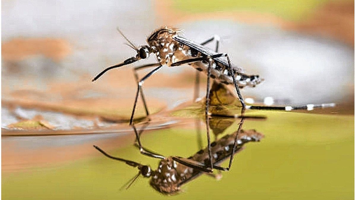 dengue-mosquito-inviernojpg