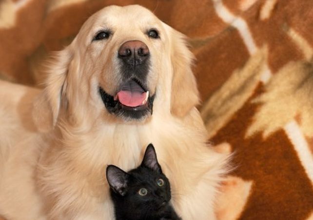 ¿Qué animales se contagiaron de COVID-19 desde el inicio de la pandemia?