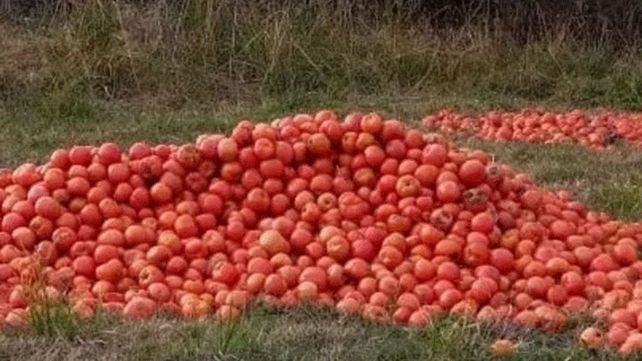 Estalló la crisis del tomate: productores prefieren tirar la cosecha por el derrumbe de los precios