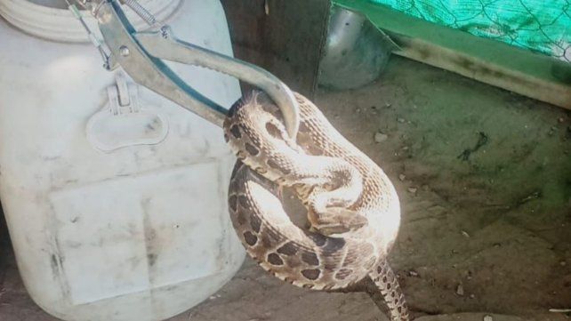 La yarará se encontraba detrás de unas madera cerca de la cama del dueño de casa