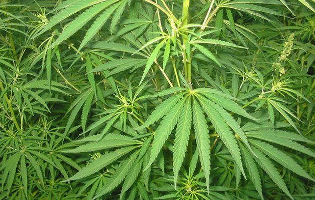 En Italia hoy se inauguró el primer Club Social de Cannabis, llamado Pian Tiamo