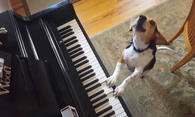 El perrito que toca el piano y canta es la nueva sensación de Facebook