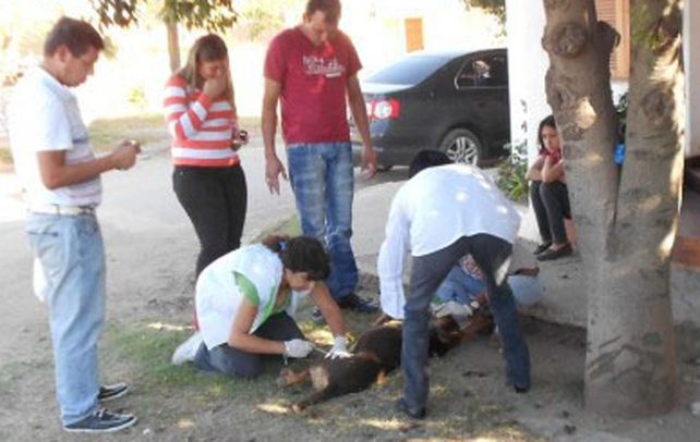 Asesinos. Veterinarios y vecinos asisten a un perro atacado en Deán Funes.