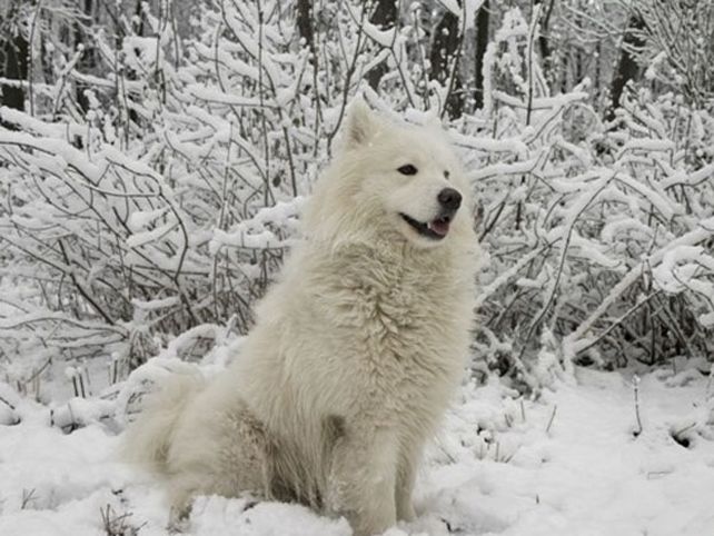 Estas son la razas de perros más caras del mundo