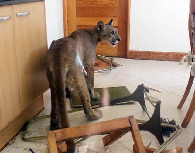El felino no intentó atacar a nadie