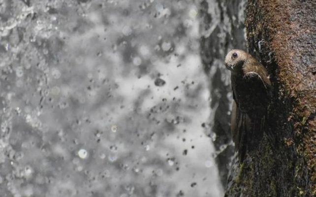 Las maravillosas imágenes que celebran la diversidad de la flora y fauna del planeta