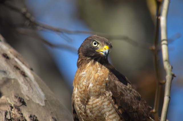 Volver a la naturaleza: la nueva vida de los animales silvestres después del cautiverio