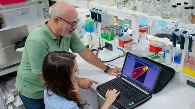 Investigadores. Javier Palatnik y Julia Baulies observando las imágenes de microscopía de fluorescencia de las raíces de Arabidopsis.