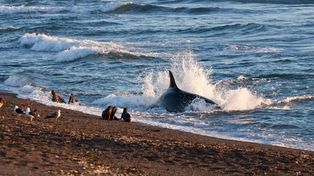 Un guardafauna chubutense logró un inusual registro de orcas patagónicas