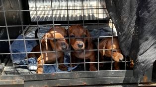Los perros rescatados fueron entregados a organizaciones proteccionistas.