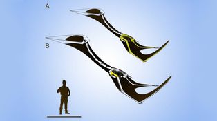 Mendoza presentará a uno de los dinosaurios voladores más grandes de la historia