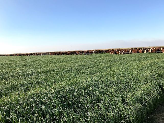 Pudieron seguir con la ganadería gracias a un sistema diseñado por el encargado del campo