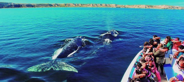 Comenzó la temporada de avistaje de ballenas francas australes en Chubut