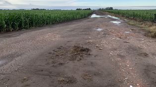 Anunciaban 4 milímetros y le cayeron 52: la alegría de un productor bonaerense