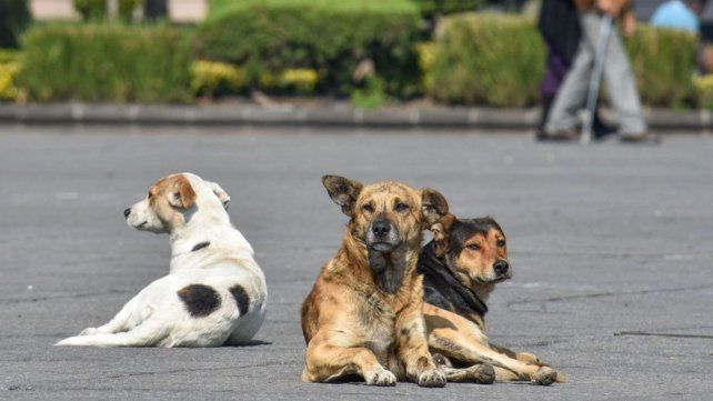 Fuerte rechazo en Paraná al proyecto nacional sobre refugios: Los animales no son cosas.