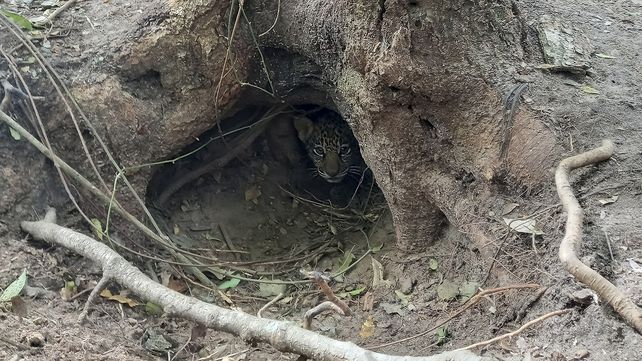 En los esteros del Iberá nacieron dos yaguaretés silvestres
