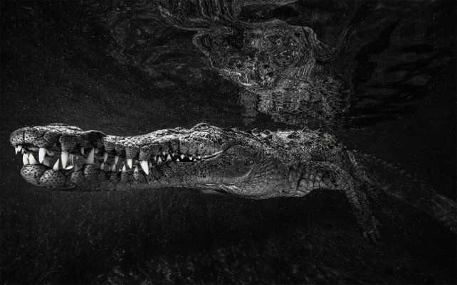 Solo relájate, 1° lugar: animales