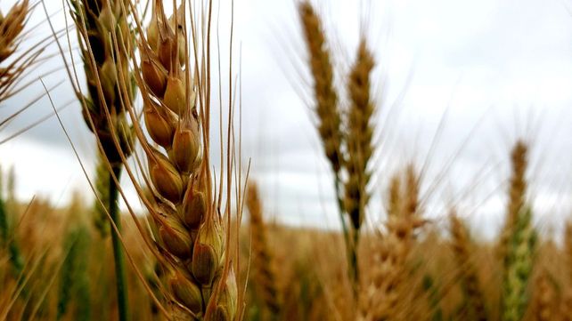 Especialistas indican que el mercado externo se encuentra mejor abastecido de lo esperado por cereal ucraniano.