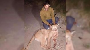La organización Ceydas confirmó que el cazador del puma de Larroque fue finalmente allanado pero que no fue imputado. Cuestionan la demora de un juez.