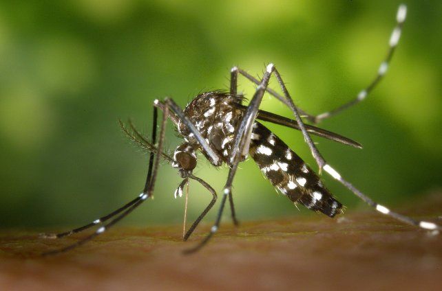 Repelentes naturales y trucos para ahuyentar a los mosquitos