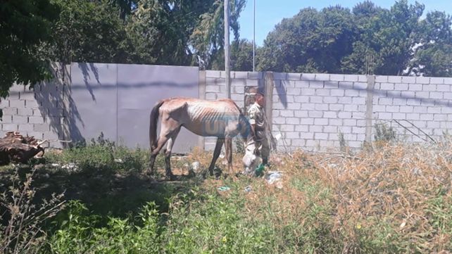 Paraná: rescataron dos caballos en avanzado estado de desnutrición