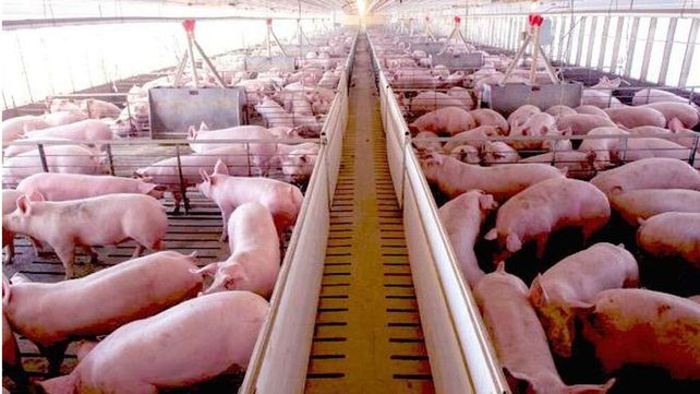 La producción porcina de Entre Ríos se afianza