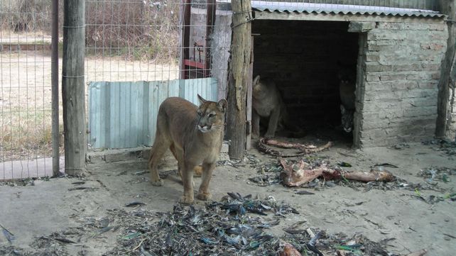Pumas rescatados de un coto de caza en el norte de Santa Fe. La imagen es de 2008.