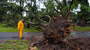 Un gran árbol caído en el parque Independencia tras la tormenta que se desató este sábado a la madrugada en Rosario.