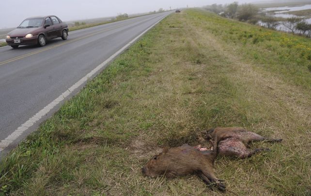 Peligro. En el enlace vial Rosario-Victoria suelen verse en la traza y a la vera de la ruta animales que fueron aplastados por camiones o autos.