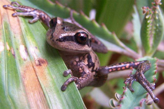 Hallaron en Santa Fe una rana en peligro de extinción