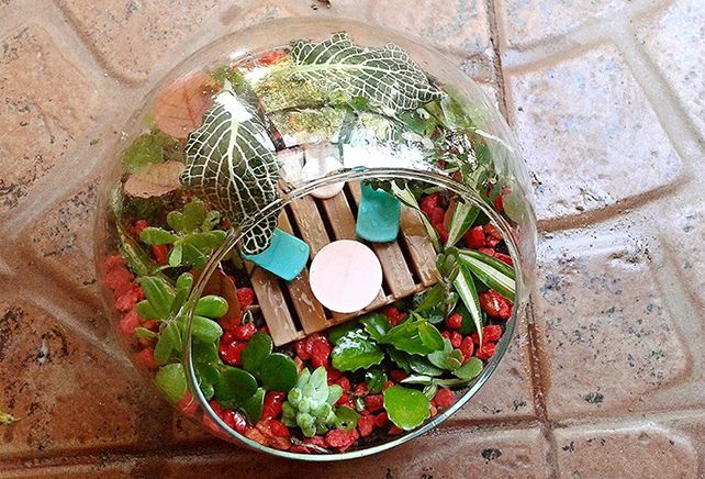 Cómo armar un terrario