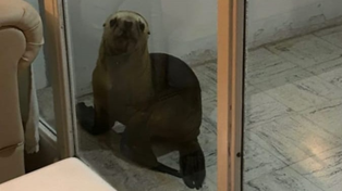 El lobo marino atemorizó a la joven, que compartió la historia en sus redes