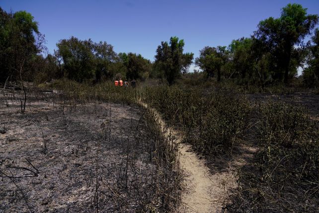 El paso de los incendios por la Isla de los Mástiles, en imágenes