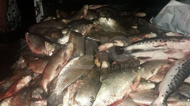 Secuestraron más de 300 pescados depredados y no aptos para consumo