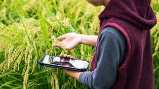 Las startups vinculadas a agrifoodtech, biotech, animaltech, fintech y climatech son protagonistas en la región.