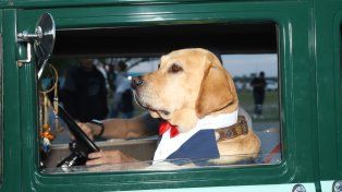La historia de Sasha, el perro que pasea en autos antiguos por Rosario