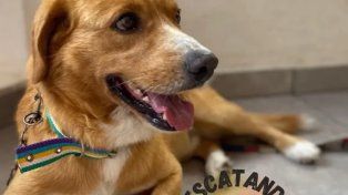 Chimuelo. La Protectora de Animales se presentó como querellante en la Justicia por el brutal maltrato de un perro en Sauce Viejo