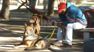 ¿Todos los perros van al cielo?: qué pasa en Santa Fe cuando las mascotas mueren