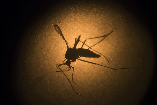 El mosquito Aedes Aegypti es el transmisor del dengue.