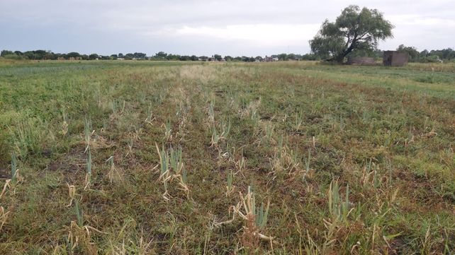 Pérdidas del 70% en el cinturón frutihortícola santafesino por la sequía