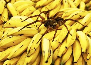Arañas del banano, una de las especies más venenosas, aparecieron en supermercados en Uruguay