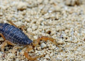 Cómo cuidarnos de los alacranes