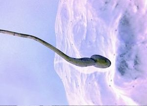 Descubren el “imán” del óvulo para anclar espermatozoides