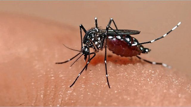 El mosquito que transmite el dengue