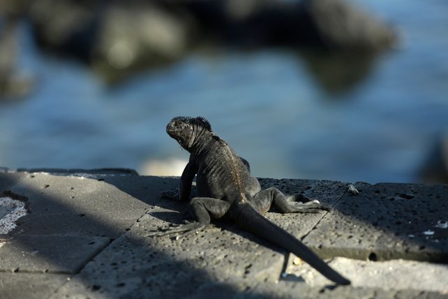 EJemplar.&nbsp; La iguana marina que habita en las Islas Galápagos.