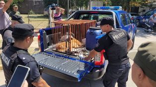 El ejemplar hallado en Coronda, en el momento de&nbsp; ser trasladado.