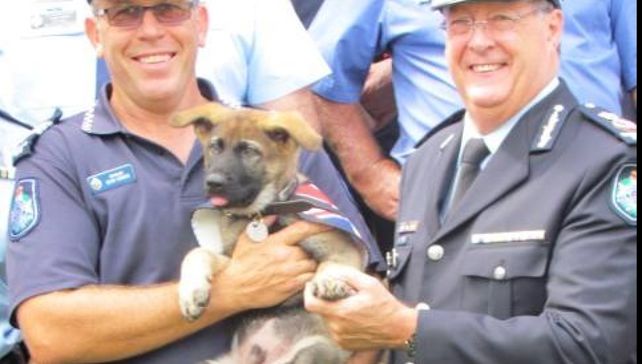 Un perro policía perdió su trabajo por ser demasiado tierno, aunque ya consiguió otro