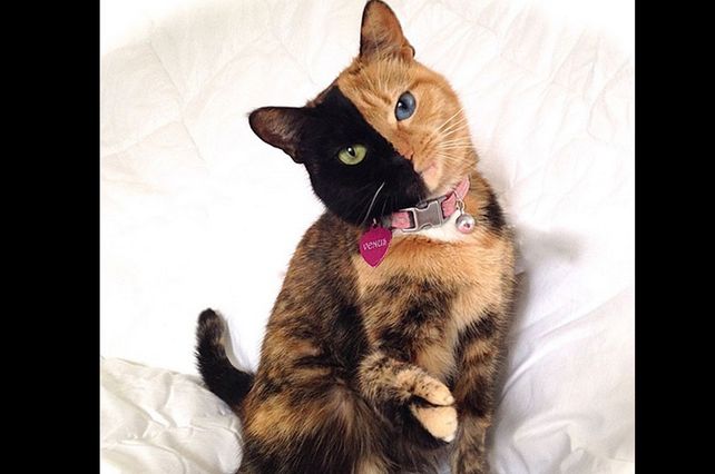 Venus, la gata de dos caras